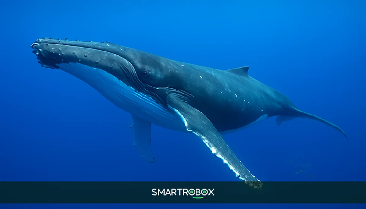 Inside the $6.8M Day: How a Crypto Whale Mastered High-Leverage Trading