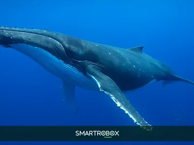 Inside the $6.8M Day: How a Crypto Whale Mastered High-Leverage Trading
