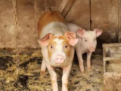 Finance news: Hogs Shift Focus to Friday Trade