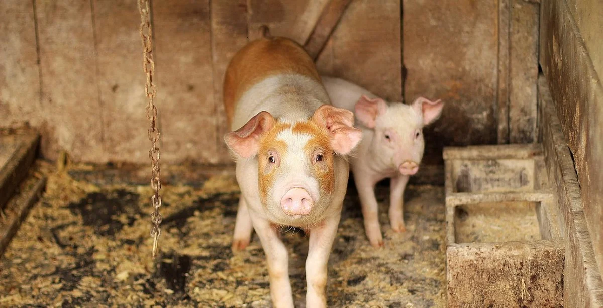 Finance news: Hogs Shift Focus to Friday Trade